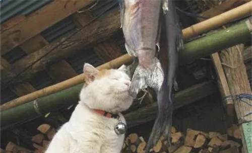 猫咪可以吃小鱼干吗？