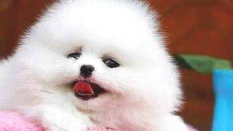博美犬肾衰竭了还能活多久？