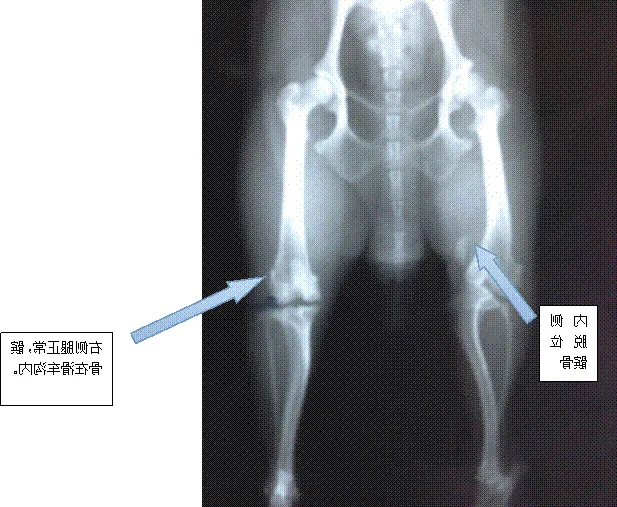 狗狗内侧髌骨脱位的症状及治疗
