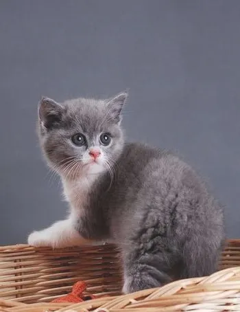 关于英国短毛猫外观的重要标准