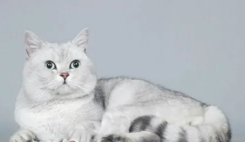 给宠物猫修毛有什么好处