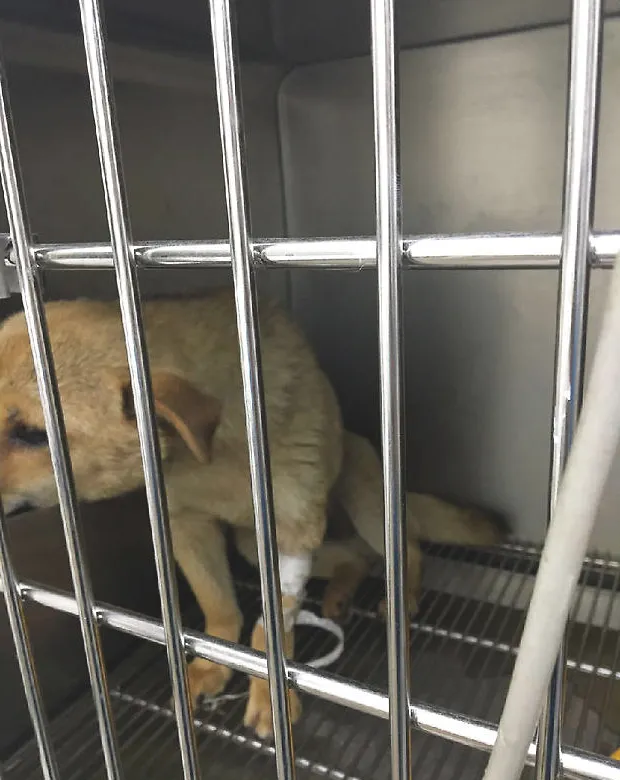 中华田园犬子宫蓄脓的诊治