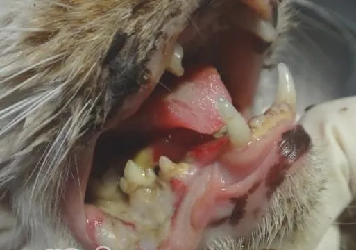 猫口腔溃疡的诊治
