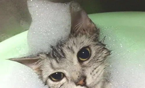 猫咪得皮肤病后的药浴方法
