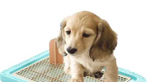 宠物狗怎样训练大小便