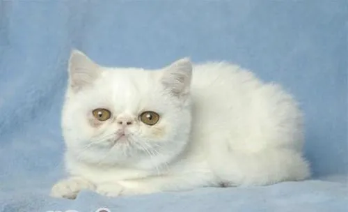 如何让猫咪学会独处