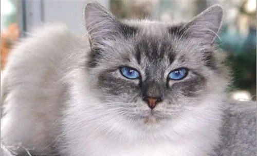 猫咪呕吐一定是因为生病吗？