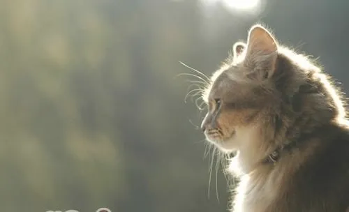 猫咪的视力到底如何