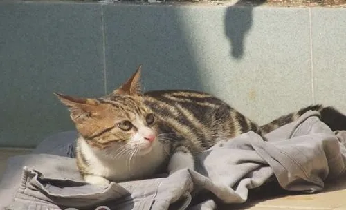 导致猫咪得猫癣的原因有哪些