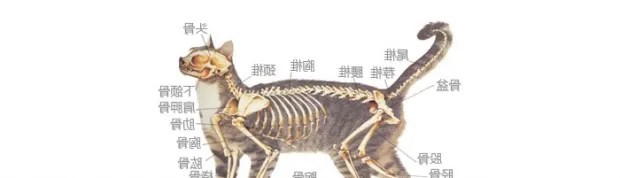 拉猫尾巴会导致拉稀有没有科学依据