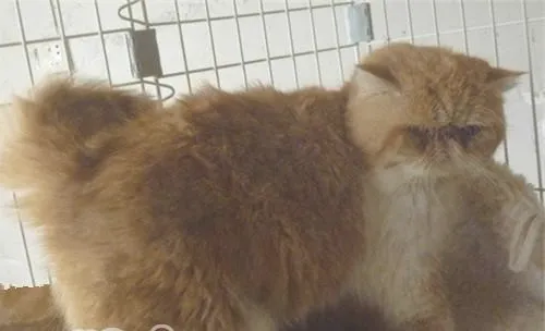 关于宠物的肥胖问题