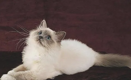 如何治疗猫咪粉刺