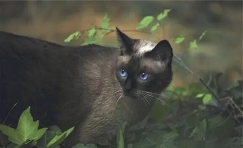 猫咪耳血肿的家庭救治