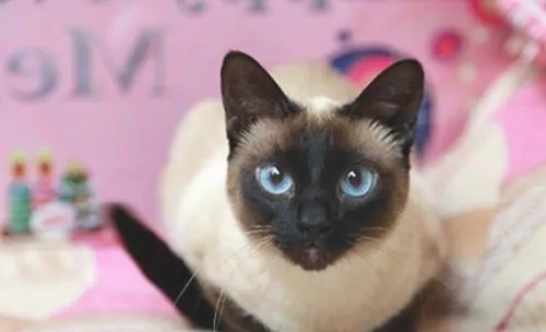哪些原因会导致猫咪异常分娩