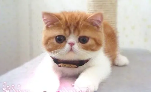 猫咪肚子为什么会发出呜呜声