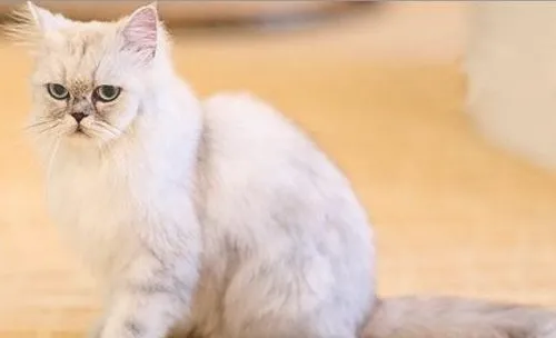 猫传染性鼻气管炎是如何传染的