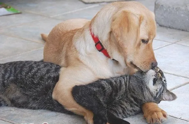 家有二猫，打架怎么办？