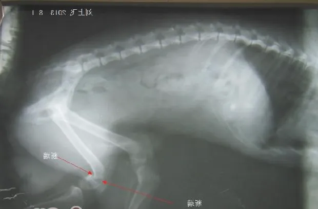 一例犬股骨远端骨折案例分析