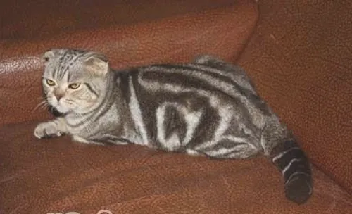 猫咪得了猫癣用什么药