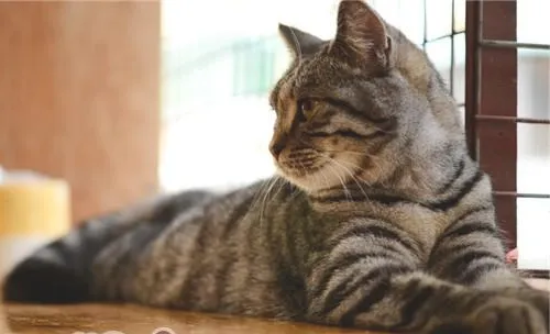 宠物猫走丢了该如何找回