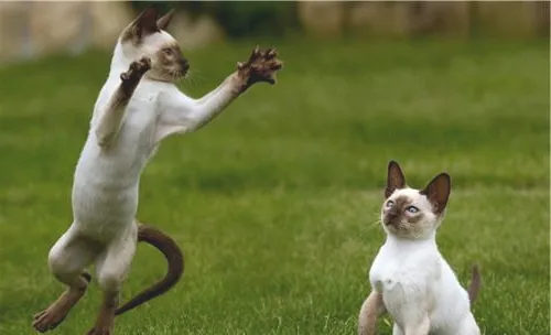 猫咪鼻炎的病因分析