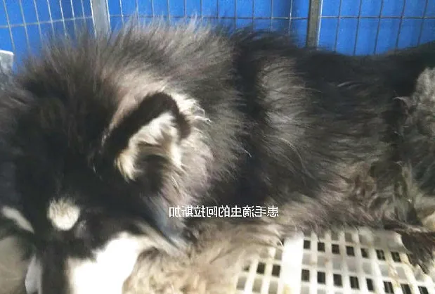 毛滴虫引起的犬肠套叠肠出血