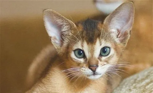阿比西尼亚猫多少钱？