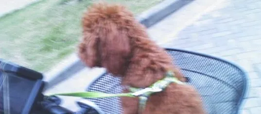 怎么训练狗狗坐自行车 狗狗坐自行车的技巧有哪些