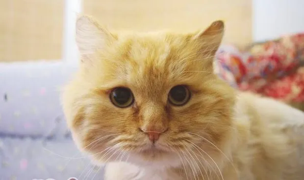 给猫剃毛五个注意事项