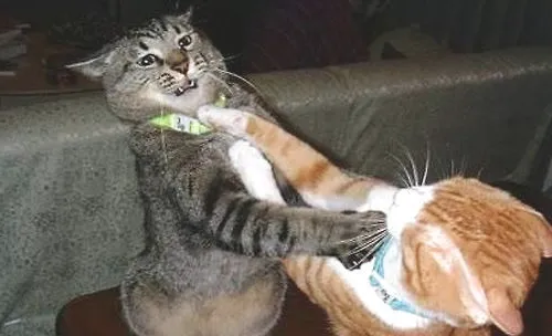猫咪总是打架怎么办