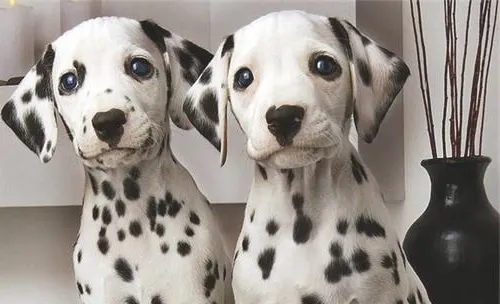 犬胃扭转的预防要点