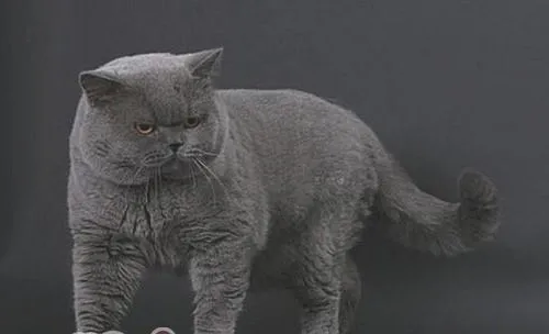 猫咪网购的六大常识