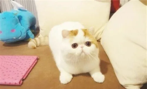 为什么抚摸猫咪时猫咪会忽然翻脸