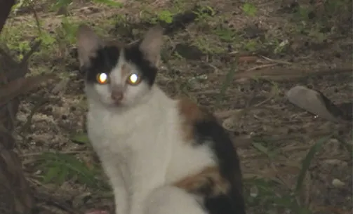 猫咪眼睛的奥妙——为什么夜间猫咪眼睛会发光？