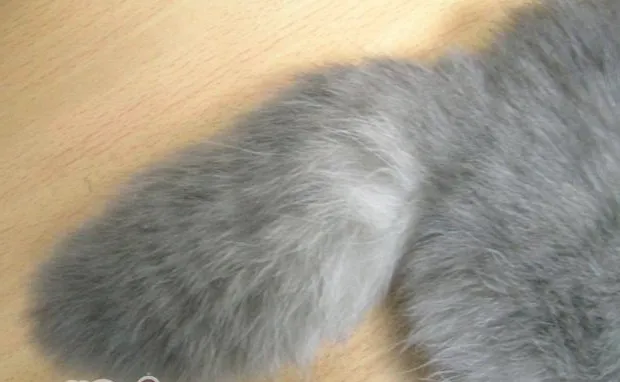 关于苏格兰折耳猫的骨软骨发育不良的知识