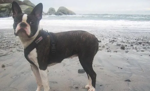 造成犬气管塌陷的原因