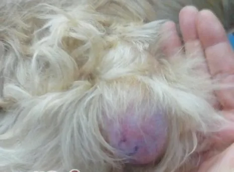 犬乳腺肿瘤的防治方法