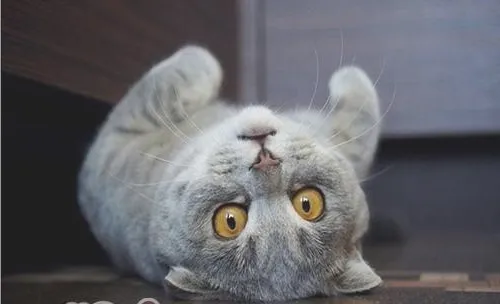 折耳猫有什么遗传病
