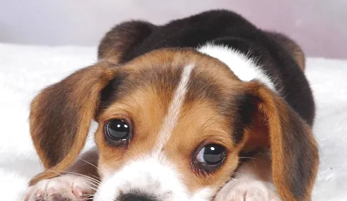 狗狗肠胃不好怎么调理，补充宠物益生菌拒绝“玻璃胃”