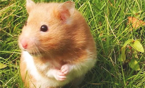 适合单身女性饲养的宠物有哪些