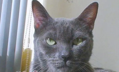 科拉特猫的养护知识