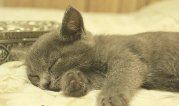 猫咪表达爱的十种方式