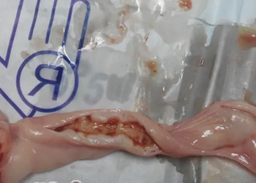 一例犬子宫蓄脓和卵巢囊肿的诊治