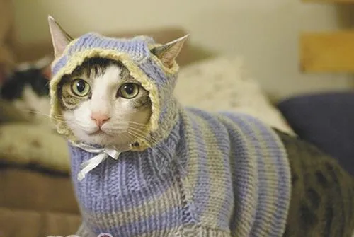 冬季为怕冷猫咪保暖原则
