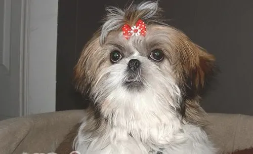狗狗假孕是怎么回事