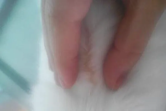 一例猫咪黄疸的疾病诊疗体会