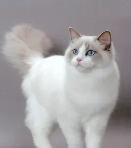 布偶猫(ragdoll)CFA标准