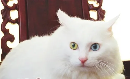 猫咪生病的几种表现