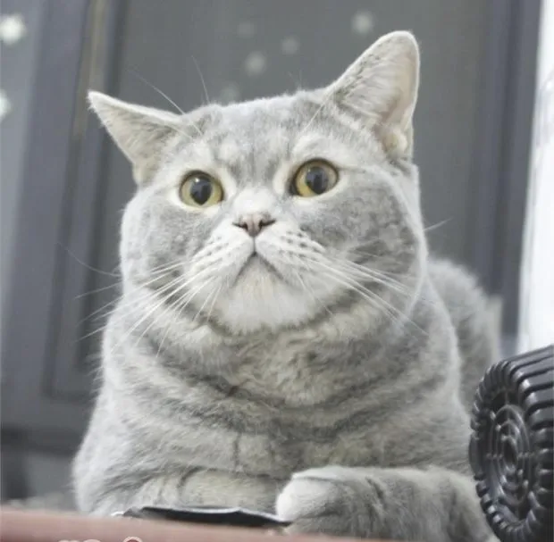 猫咪为啥不爱让你抱