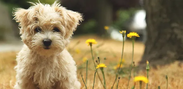 公犬不育怎么办